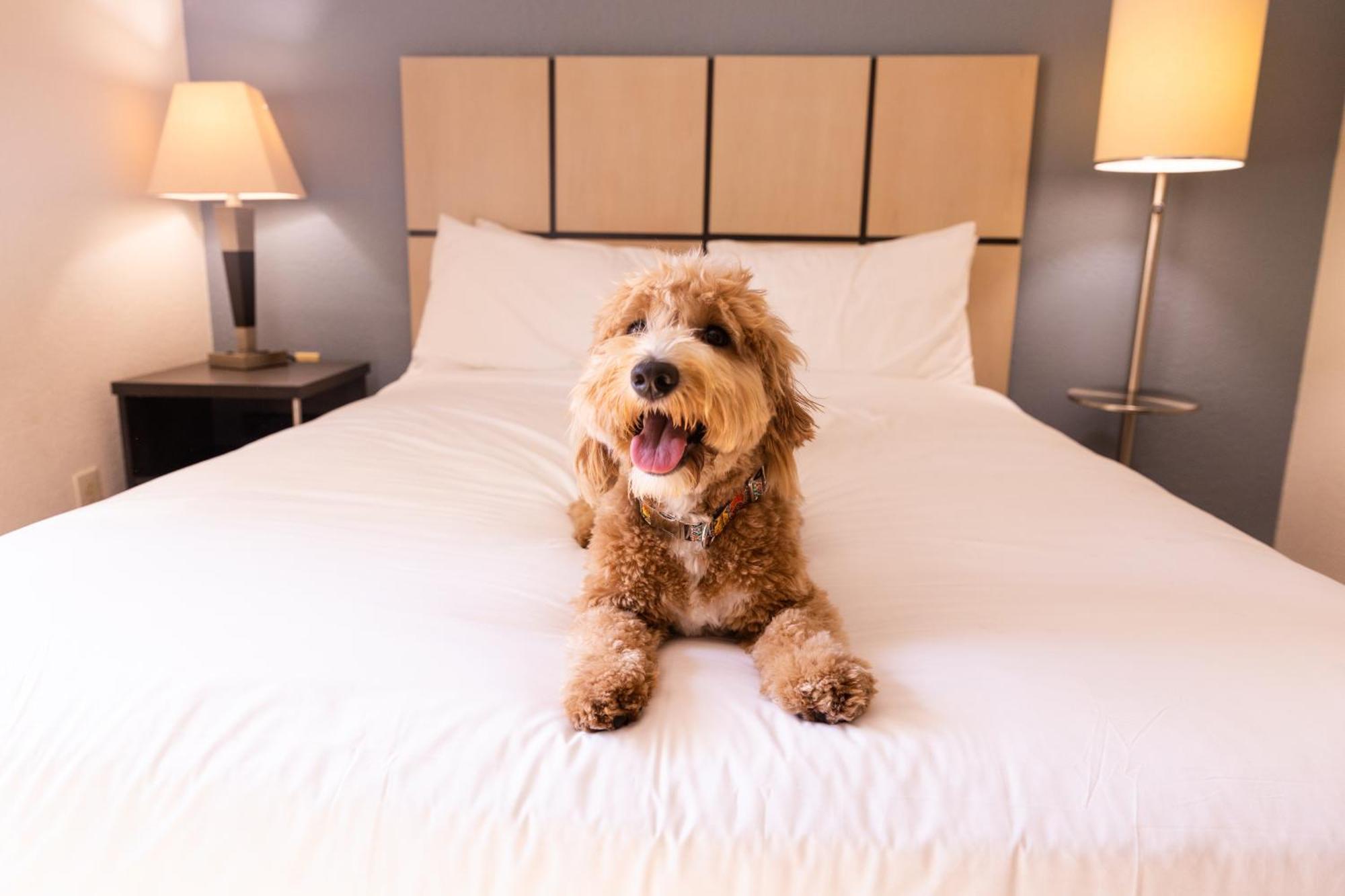 Sonesta Simply Suites Memphis East Poplar Pike Exteriér fotografie